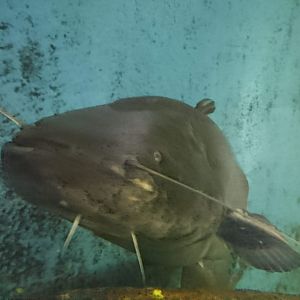 Wels Catfish