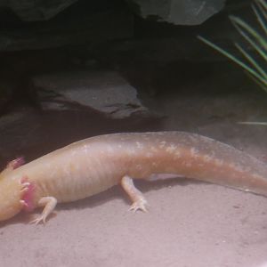 Mexican Salamander