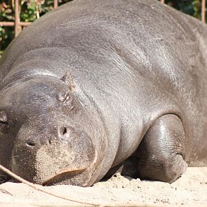 Pygmy hippo