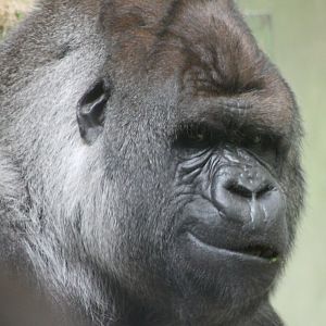 Western lowland gorilla