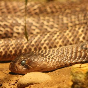 Indian cobra