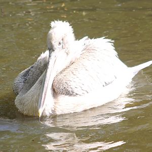 Caspian pelican