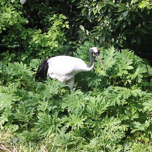 Red-crowned crane