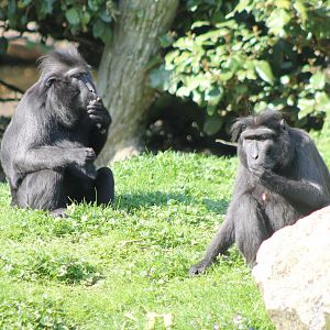 Sulawesi crested macaques