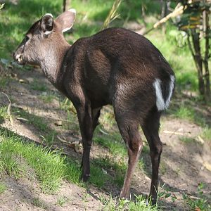 Tufted deer