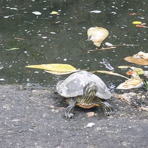 Red-eared slider