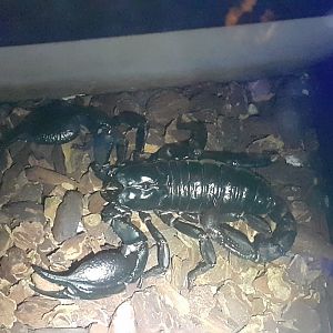 Asian Forest Scorpion