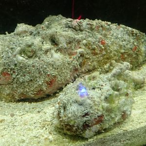 Reef Stonefish