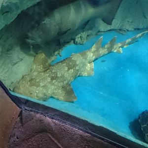 Spotted Wobbegong