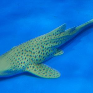 Leopard Shark