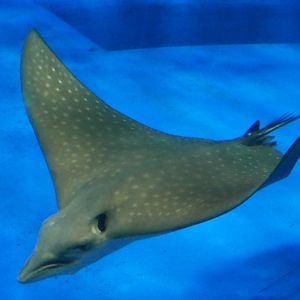 Spotted Eagle Ray