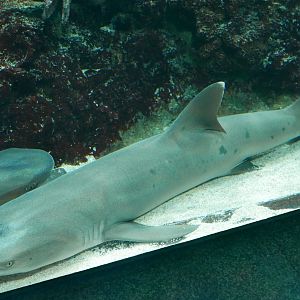 Whitetip Reef Shark