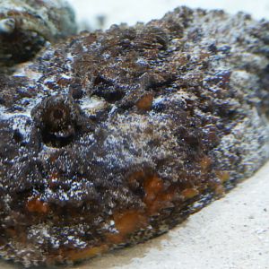 Reef Stonefish