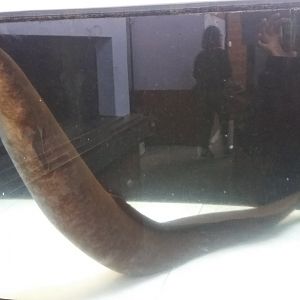 Giant Mottled Eel