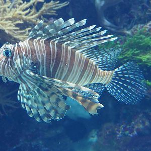 Red Lionfish