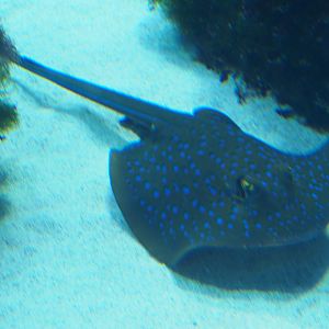 Blue Spotted Ribbontail Ray