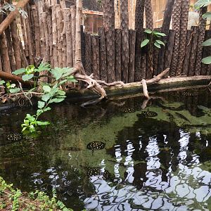Freshwater Stingray Enclosure at Biotropica, 16/06/18