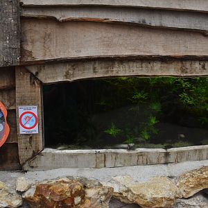 Axolotl Enclosure at Biotropica, 16/06/18