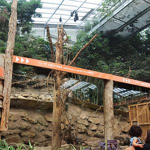 Lyle's and Livingstone's Flying Fox/Three-banded Armadillo Enclosure at Biotropica, 16/06/18