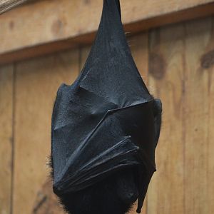 Livingstone's Flying Fox at Biotropica, 16/06/18