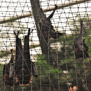 Lyle's Flying Foxes at at Biotropica, 16/06/18