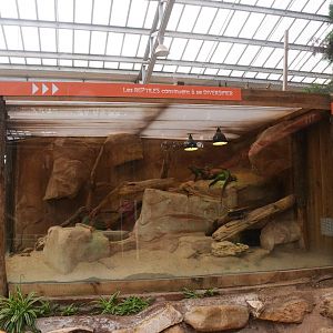 Rhinoceros Iguana Enclosure at Biotropica, 16/06/18