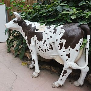 Unexplained Cow at Biotropica, 16/06/18