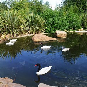 Black-necked Swan Enclosure at Biotropica, 16/06/18