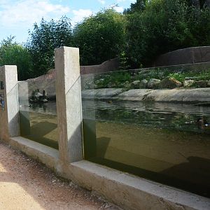 Invasive Species Enclosure at Biotropica, 16/06/18