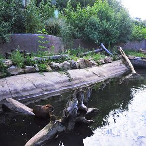 Invasive Species Enclosure at Biotropica, 16/06/18
