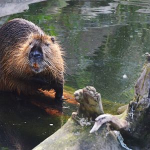 Coypu at Biotropica, 16/06/18