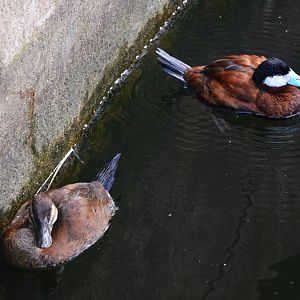Ruddy Ducks at Biotropica, 16/06/18