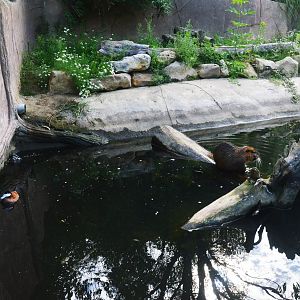 Invasive Species Enclosure at Biotropica, 16/06/18