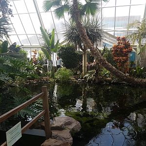 Large fish and turtle pool