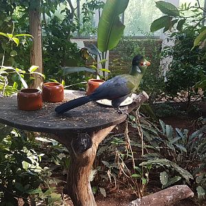 White-cheeked touraco at feeding-table