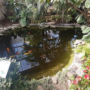 Smaller goldfish and turtle pond