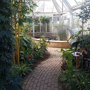 Bearded dragon - skink enclosure