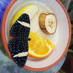 Butterfly at feeding-bowl