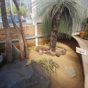 Bearded dragon - Blue-tongued skink enclosure