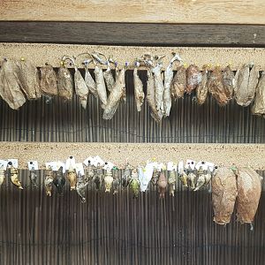 ... and even more pupas