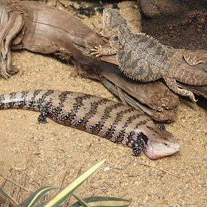 Blue-tongued skink and Bearded dragon