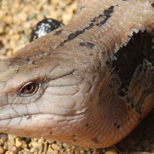 Blue-tongued skink