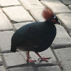 Red-crested wood-partridge