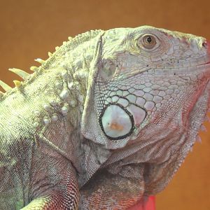 Green iguana