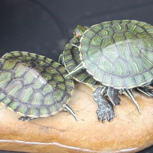 Baby Red-eared sliders