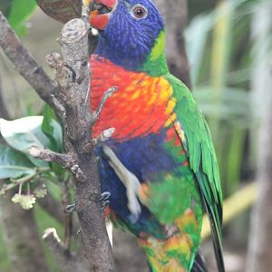 Rainbow lorikeet