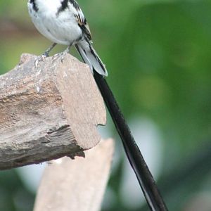Pin-tailed whydah