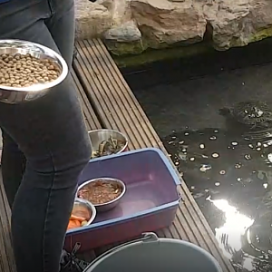 Fish-and turtle food