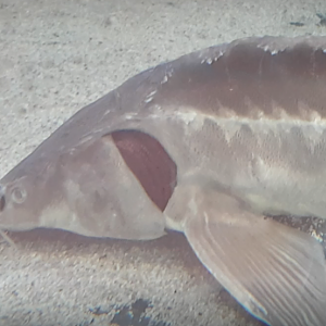 Russian sturgeon