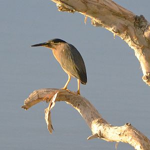 Striated heron